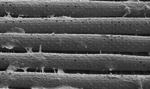 Создано гибридное наноустройство, полностью имитирующее гематоэнцефалический барьер головного мозга