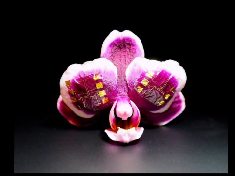 Создан новый тип транзисторов для биоэлектронных устройств