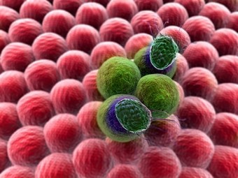 Ученые из Лондона открыли белок, активирующий Т-клетки иммунной системы