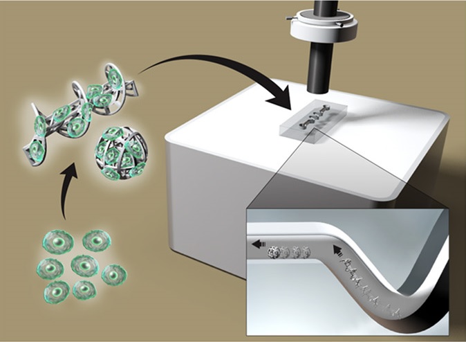 Микророботы помогут доставлять стволовые клетки