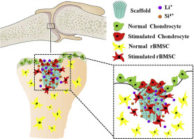 Разработан перспективный материал для создания скаффолд матриксов