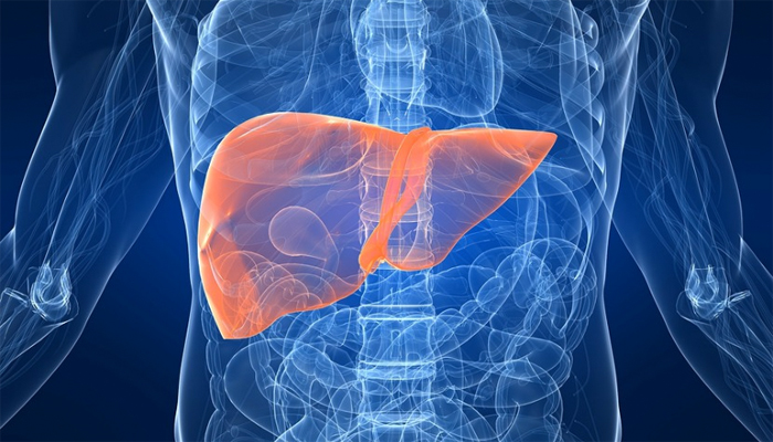 Учёные создали самую сложную модель человеческой печени