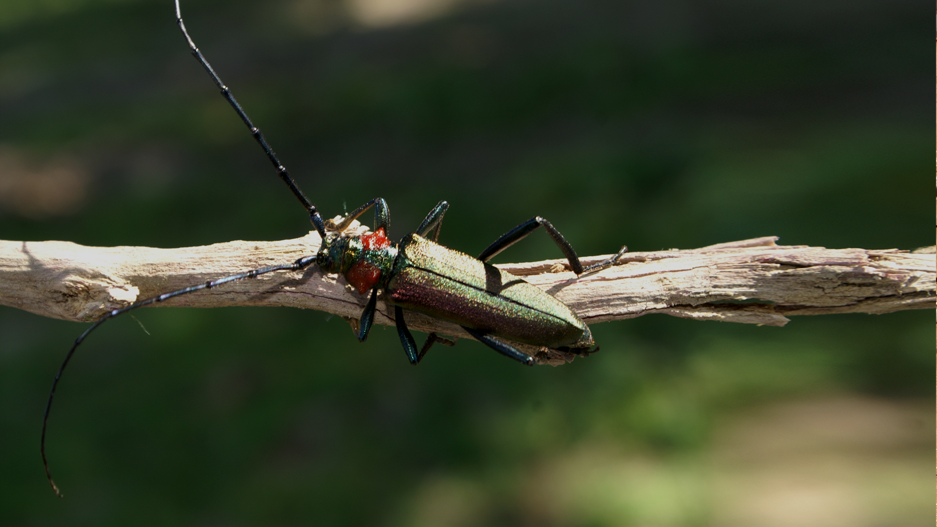 На базе кафедры ПТБ состоялся дистанционный финальный тур Регионального конкурса работ по техносферной безопасности и рациональному природопользованию «S.O.S» На базе кафедры ПТБ состоялся дистанционный финальный тур Регионального конкурса работ по техносферной безопасности и рациональному природопользованию «S.O.S»
