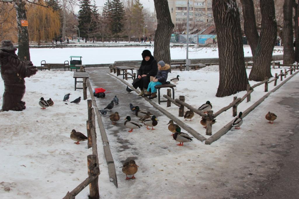 Политеховцы посчитали водоплавающих птиц