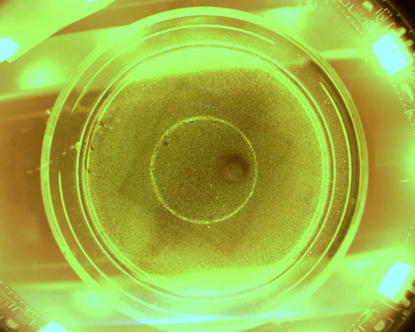 Разработан антимикробный робот