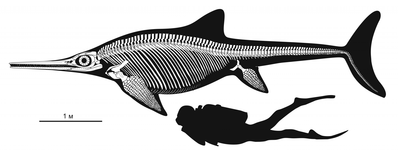 Скелетная реконструкция ихтиозавра (автор Н. Зверьков)