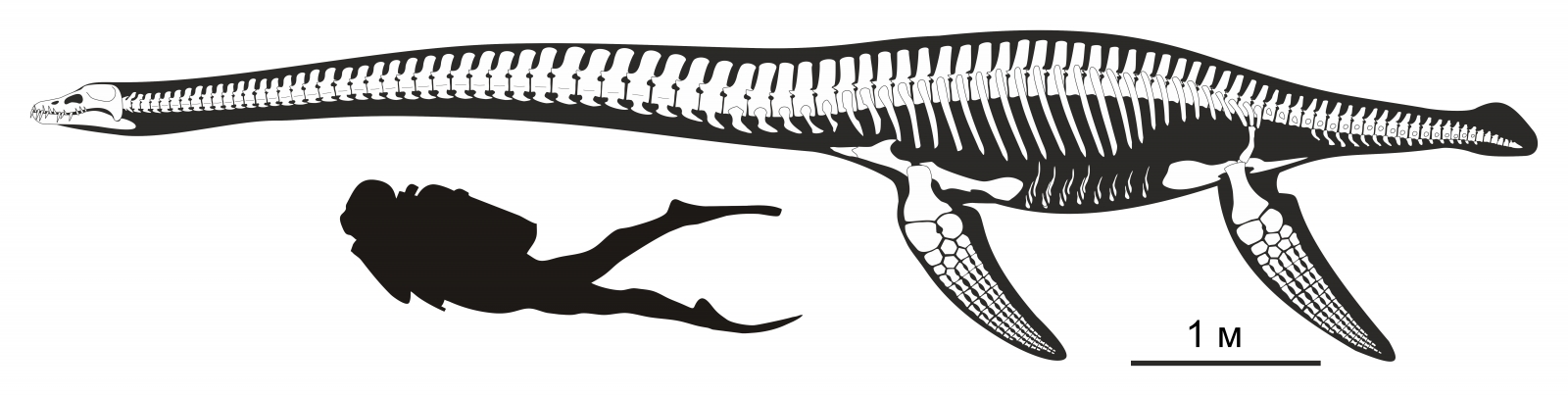 3.	Скелетная реконструкция эласмозавра (автор Н. Зверьков)