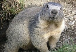 В День сурка можно узнать о приближении весны