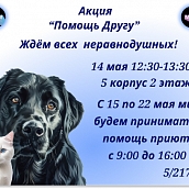 ИнПИТ проводит акцию помощи приюту для бездомных животных