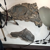 Доцент СГТУ принял участие в изучении остатков  ихтиозавров и плезиозавров