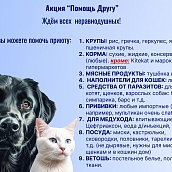 ИнПИТ проводит акцию помощи приюту для бездомных животных