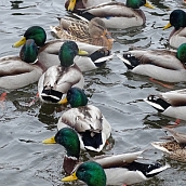 Профессор и студенты кафедры "Экология" приняли участие во Всероссийской экологической акции