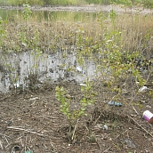 Студенты ЭКЛ – участники акции «Чистый берег»