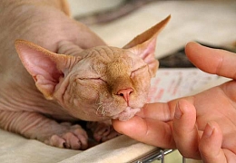 Сегодня Всемирный день кошек