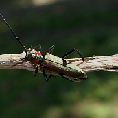 На базе кафедры ПТБ состоялся дистанционный финальный тур Регионального конкурса работ по техносферной безопасности и рациональному природопользованию «S.O.S»